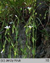 Linum catharticum (len przeczyszczający)