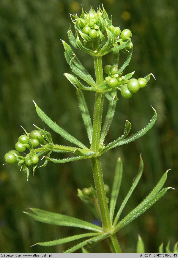 Galium spurium ssp. spurium (przytulia fałszywa typowa)