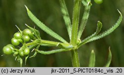 Galium spurium ssp. spurium (przytulia fałszywa typowa)