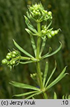 Galium spurium ssp. spurium (przytulia fałszywa typowa)