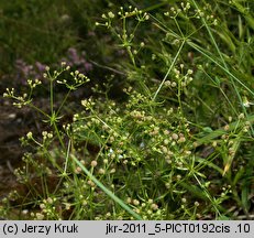 Galium valdepilosum (przytulia stepowa)