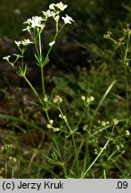 Galium valdepilosum (przytulia stepowa)