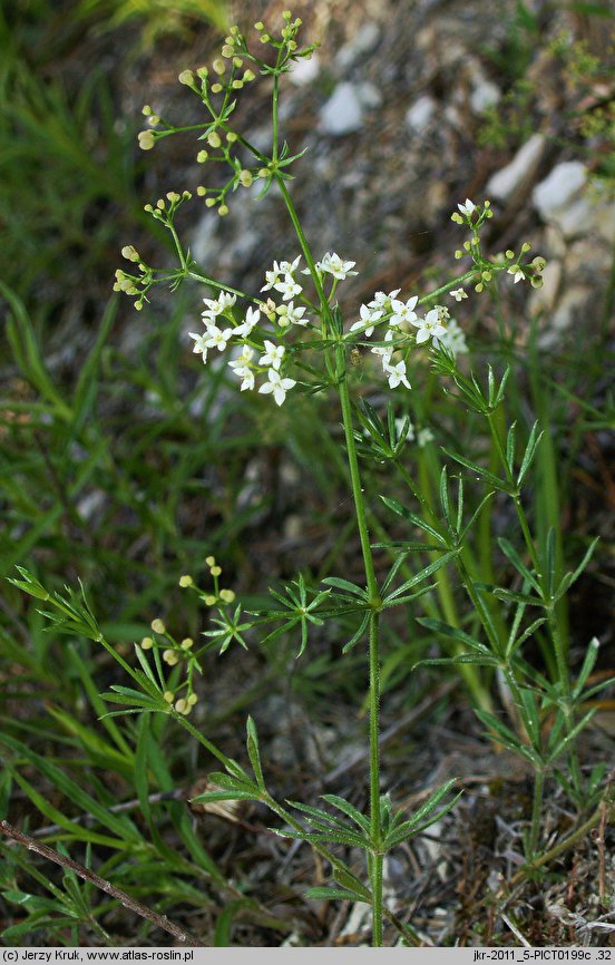 Galium valdepilosum (przytulia stepowa)