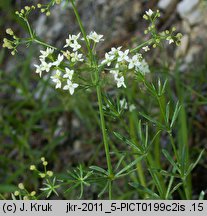 Galium valdepilosum (przytulia stepowa)