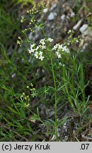 Galium valdepilosum (przytulia stepowa)