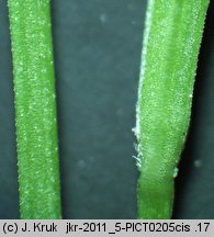 Stellaria longifolia (gwiazdnica długolistna)