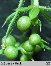 Galium spurium ssp. spurium (przytulia fałszywa typowa)