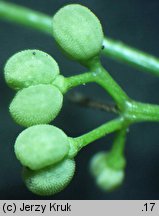 Galium cracoviense (przytulia krakowska)