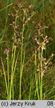 Juncus atratus (sit czarny)