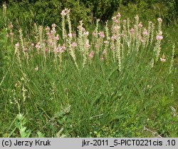 Onobrychis viciifolia (sparceta siewna)