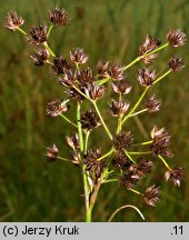 Juncus atratus (sit czarny)