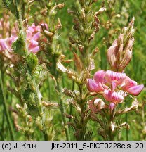 Onobrychis viciifolia (sparceta siewna)