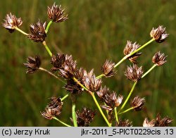 Juncus atratus (sit czarny)