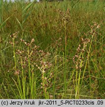 Juncus atratus (sit czarny)