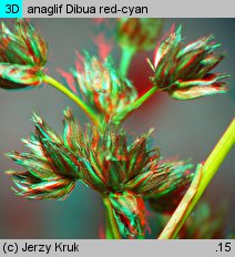 Juncus atratus (sit czarny)