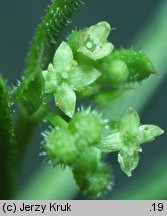 Galium spurium ssp. infestum (przytulia fałszywa dokuczliwa)