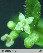 Galium spurium ssp. spurium (przytulia fałszywa typowa)