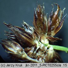 Juncus atratus (sit czarny)