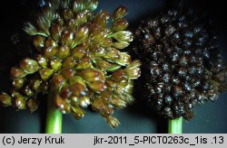 Juncus effusus (sit rozpierzchły)