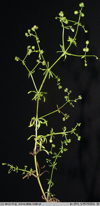 Galium spurium ssp. infestum (przytulia fałszywa dokuczliwa)