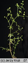 Galium spurium ssp. infestum (przytulia fałszywa dokuczliwa)