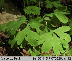 Corydalis capnoides (kokorycz żółta)