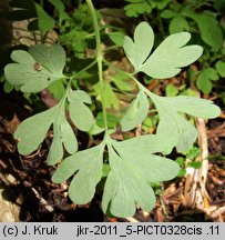 Corydalis capnoides (kokorycz żółta)