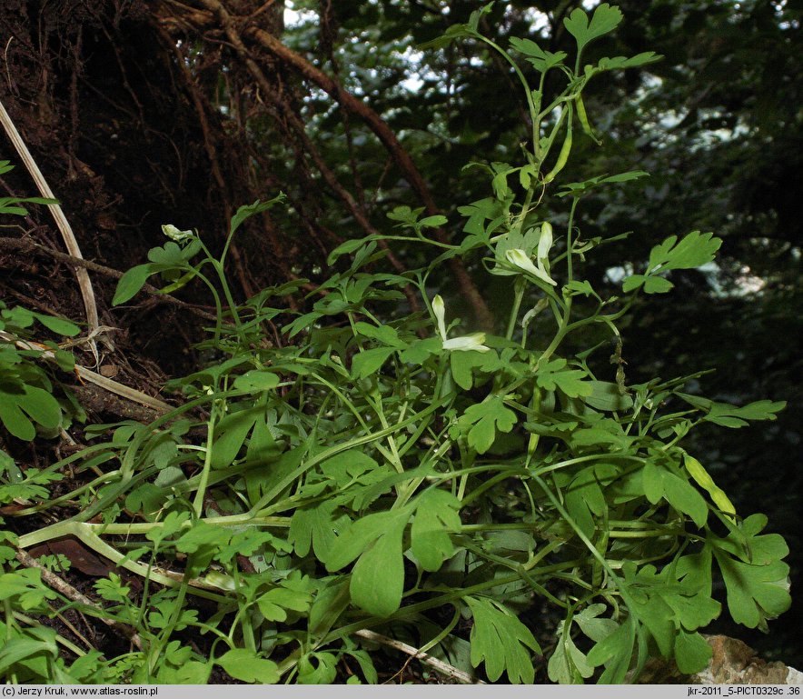 Corydalis capnoides (kokorycz żółta)