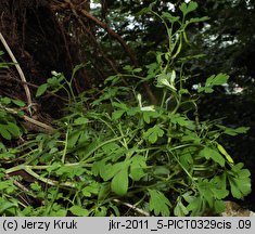 Corydalis capnoides (kokorycz żółta)