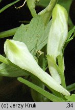 Corydalis capnoides (kokorycz żółta)