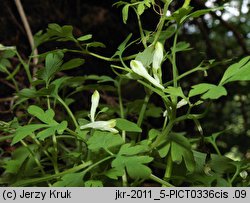 Corydalis capnoides (kokorycz żółta)