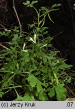 Corydalis capnoides (kokorycz żółta)