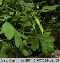 Corydalis capnoides (kokorycz żółta)