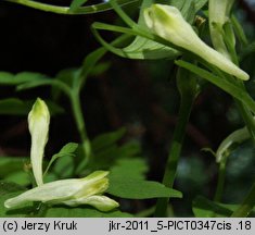 Corydalis capnoides (kokorycz żółta)