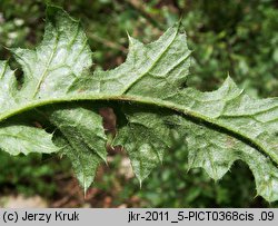 Carduus collinus (oset pagórkowy)