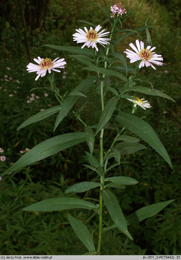 Symphyotrichum ×salignum (aster wierzbolistny)