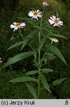 Symphyotrichum ×salignum (aster wierzbolistny)