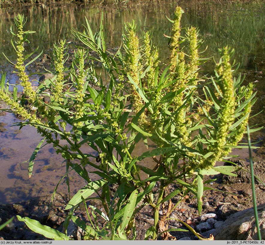 Rumex maritimus (szczaw nadmorski)