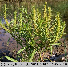 Rumex maritimus (szczaw nadmorski)