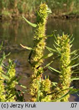 Rumex maritimus (szczaw nadmorski)