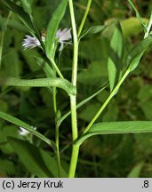 Symphyotrichum ×salignum (aster wierzbolistny)