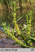 Rumex maritimus (szczaw nadmorski)