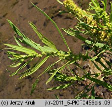 Rumex maritimus (szczaw nadmorski)