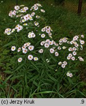 Symphyotrichum ×salignum (aster wierzbolistny)