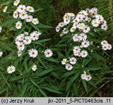 Symphyotrichum ×salignum (aster wierzbolistny)