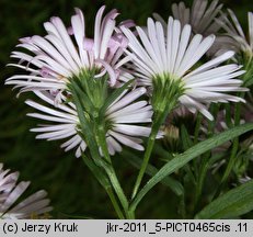 Symphyotrichum ×salignum (aster wierzbolistny)