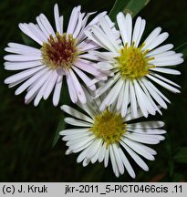 Symphyotrichum ×salignum (aster wierzbolistny)