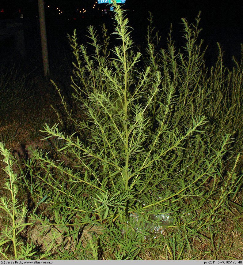 Kochia scoparia (mietelnik żakula)