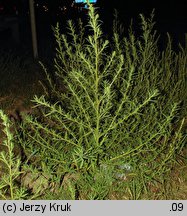 Kochia scoparia (mietelnik żakula)