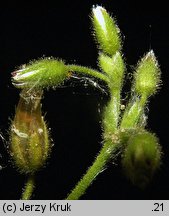 Cerastium glutinosum (rogownica murawowa)